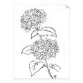 Picture of French Hydrangea Drawing _GroupedProduct_Rectangle_Portrait_Unframed_Print_Only_