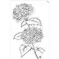Picture of French Hydrangea Drawing _GroupedProduct_Rectangle_Portrait_Unframed_Print_Only_