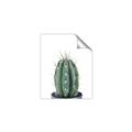 Picture of Cactus     _GroupedProduct_Rectangle_Portrait_Unframed_Print_Only_