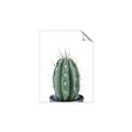 Picture of Cactus     _GroupedProduct_Rectangle_Portrait_Unframed_Print_Only_