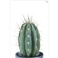 Picture of Cactus     _GroupedProduct_Rectangle_Portrait_Unframed_Print_Only_