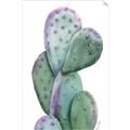 Picture of Prickly Pear Cactus  _GroupedProduct_Rectangle_Portrait_Unframed_Print_Only_