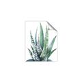 Picture of Zebra Succulent  _GroupedProduct_Rectangle_Portrait_Unframed_Print_Only_