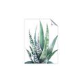 Picture of Zebra Succulent  _GroupedProduct_Rectangle_Portrait_Unframed_Print_Only_