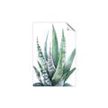 Picture of Zebra Succulent  _GroupedProduct_Rectangle_Portrait_Unframed_Print_Only_
