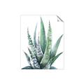 Picture of Zebra Succulent  _GroupedProduct_Rectangle_Portrait_Unframed_Print_Only_