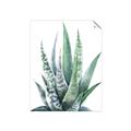Picture of Zebra Succulent  _GroupedProduct_Rectangle_Portrait_Unframed_Print_Only_