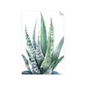 Picture of Zebra Succulent  _GroupedProduct_Rectangle_Portrait_Unframed_Print_Only_