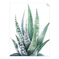 Picture of Zebra Succulent  _GroupedProduct_Rectangle_Portrait_Unframed_Print_Only_