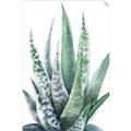 Picture of Zebra Succulent  _GroupedProduct_Rectangle_Portrait_Unframed_Print_Only_
