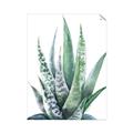 Picture of Zebra Succulent  _GroupedProduct_Rectangle_Portrait_Unframed_Print_Only_