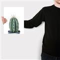 Picture of Cactus     _GroupedProduct_Rectangle_Portrait_Canvas_