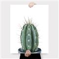 Picture of Cactus     _GroupedProduct_Rectangle_Portrait_Canvas_