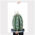 Picture of Cactus     _GroupedProduct_Rectangle_Portrait_Canvas_