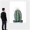 Picture of Cactus     _GroupedProduct_Rectangle_Portrait_Canvas_