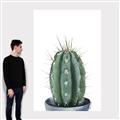 Picture of Cactus     _GroupedProduct_Rectangle_Portrait_Canvas_