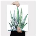Picture of Zebra Succulent  _GroupedProduct_Rectangle_Portrait_Canvas_