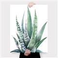 Picture of Zebra Succulent  _GroupedProduct_Rectangle_Portrait_Canvas_