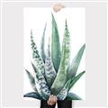 Picture of Zebra Succulent  _GroupedProduct_Rectangle_Portrait_Canvas_