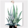 Picture of Zebra Succulent  _GroupedProduct_Rectangle_Portrait_Canvas_