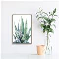 Picture of Zebra Succulent  _GroupedProduct_Rectangle_Portrait_Canvas_Framed_