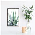 Picture of Zebra Succulent  _GroupedProduct_Rectangle_Portrait_Canvas_Framed_