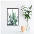 Picture of Zebra Succulent  _GroupedProduct_Rectangle_Portrait_Canvas_Framed_