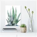 Picture of Zebra Succulent  _GroupedProduct_Rectangle_Portrait_Unframed_Print_Only_