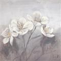 Picture of White Magnolias _GroupedProduct_Square_Unframed_Print_Only_