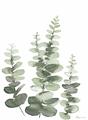Picture of Eucalyptus Growing II  _GroupedProduct_Rectangle_Portrait_Unframed_Print_Only_