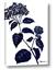 Picture of Blue Flower on White I