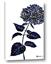Picture of Blue Flower on White II 