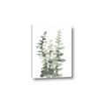 Picture of Eucalyptus Growing I _GroupedProduct_Rectangle_Portrait_Canvas_