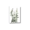 Picture of Eucalyptus Growing I _GroupedProduct_Rectangle_Portrait_Canvas_