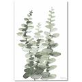 Picture of Eucalyptus Growing I _GroupedProduct_Rectangle_Portrait_Canvas_