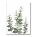 Picture of Eucalyptus Growing II  _GroupedProduct_Rectangle_Portrait_Canvas_