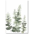 Picture of Eucalyptus Growing II  _GroupedProduct_Rectangle_Portrait_Canvas_