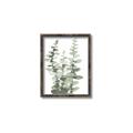 Picture of Eucalyptus Growing I _GroupedProduct_Rectangle_Portrait_Canvas_Framed_