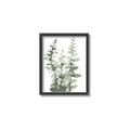 Picture of Eucalyptus Growing I _GroupedProduct_Rectangle_Portrait_Canvas_Framed_