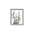 Picture of Eucalyptus Growing I _GroupedProduct_Rectangle_Portrait_Canvas_Framed_