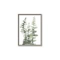 Picture of Eucalyptus Growing I _GroupedProduct_Rectangle_Portrait_Canvas_Framed_