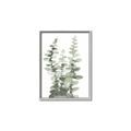 Picture of Eucalyptus Growing I _GroupedProduct_Rectangle_Portrait_Canvas_Framed_