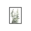 Picture of Eucalyptus Growing I _GroupedProduct_Rectangle_Portrait_Canvas_Framed_