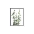 Picture of Eucalyptus Growing I _GroupedProduct_Rectangle_Portrait_Canvas_Framed_
