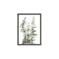 Picture of Eucalyptus Growing I _GroupedProduct_Rectangle_Portrait_Canvas_Framed_