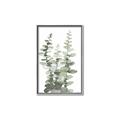 Picture of Eucalyptus Growing I _GroupedProduct_Rectangle_Portrait_Canvas_Framed_