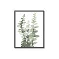 Picture of Eucalyptus Growing I _GroupedProduct_Rectangle_Portrait_Canvas_Framed_