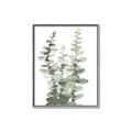 Picture of Eucalyptus Growing I _GroupedProduct_Rectangle_Portrait_Canvas_Framed_