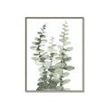 Picture of Eucalyptus Growing I _GroupedProduct_Rectangle_Portrait_Canvas_Framed_
