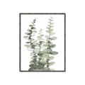 Picture of Eucalyptus Growing I _GroupedProduct_Rectangle_Portrait_Canvas_Framed_